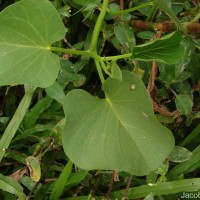 Ipomoea asarifolia (Desr.) Roem. & Schult.